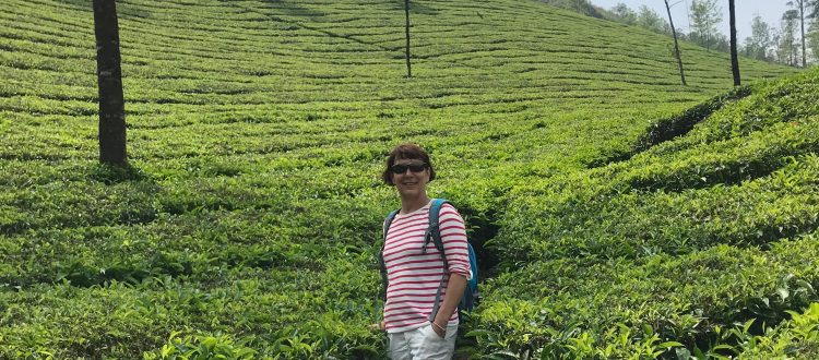 rando plantations de thé Munnar
